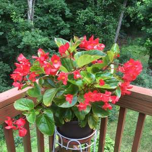 Whopper® Red With Green Leaf Begonia. Water: Medium. Fertilize: Every two weeks. General Information: Whopper begonias offer super-sized performance which means maximum enjoyment for customers. Whopper is a big, vigorous plant that will fill out beds and  onerror=