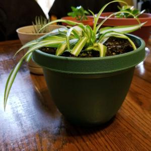 Spider Plant (Chlorophytum comosum) onerror=