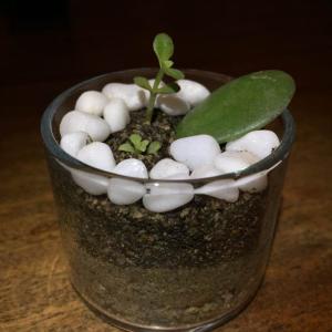First terrarium Jade plant onerror=