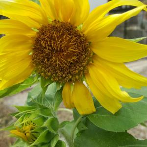 sunflower onerror=