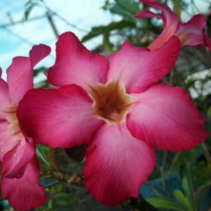 Impala Lily (Desert Rose) onerror=