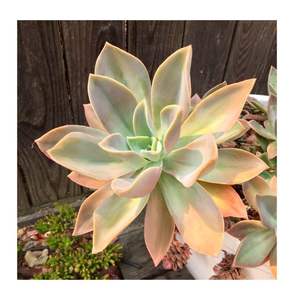 Graptoveria - Fred Ives