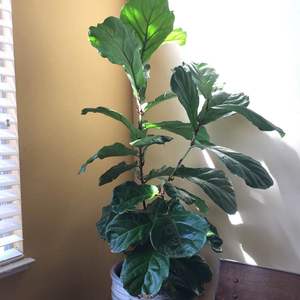 Ficus Lyrata - Fiddle Leaf Fig onerror=