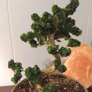 unknown type of bonsai tree onerror=