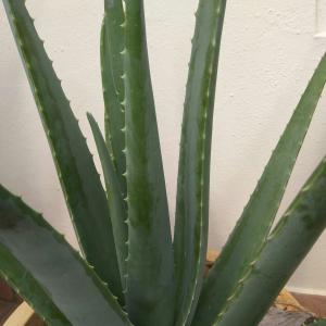Aloe Barbadensis onerror=