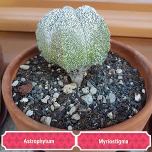 Astrophytum Myriostigma