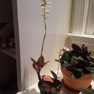 Lanhua - Jewel Orchid onerror=