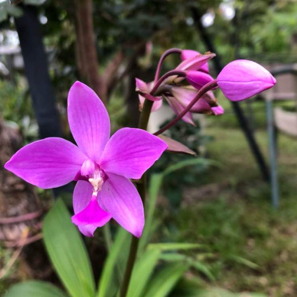 台灣原生蘭 紫苞舌蘭成長記 綠手指 養花技巧 花生病了怎麼辦 花園打理和設計