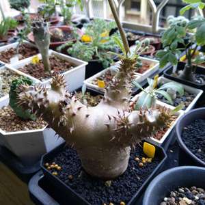 我新添加了一棵“魔界玉 Pachypodium makayense”到我的“花園”。