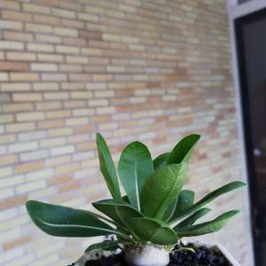 我新添加了一棵“白花惠比須笑 Pachypodium brevicaule ssp. leucoxanthum”到我的“花園”。
