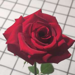 我新添加了一棵“红玫瑰”到我的“花园”