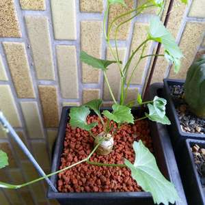我新添加了一棵“笑布袋 Ibervillea sonorae”到我的“花園”。