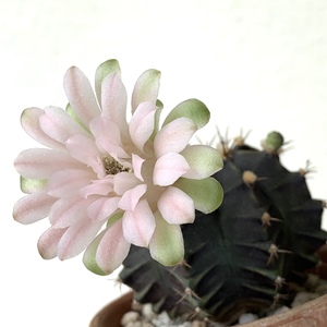 Its been a week and the bloom is still opening. This flower lasts a long time for a cactus.