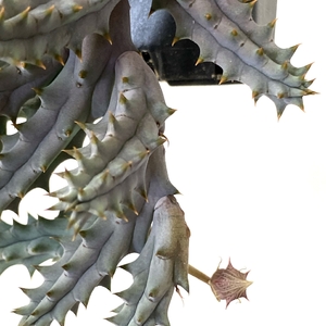 Huernia Hystrix (Porcupine Huernia)