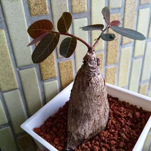 我新添加了一棵“奇異油柑 Phyllanthus mirabilis”到我的“花園”。