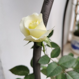 月季1-白玫瑰