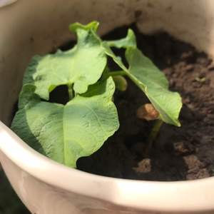我新添加了一棵“红豆”到我的“花园”