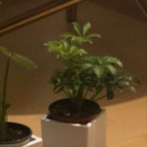 제가 새로운 식물 “홍콩야자”한 그루를 나의 “화원”에 옴겼어요. 