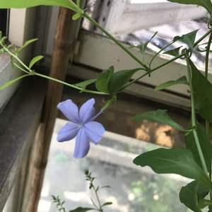 高温天气见点儿清新的蓝色花花真是不容易啊……你总算开了～