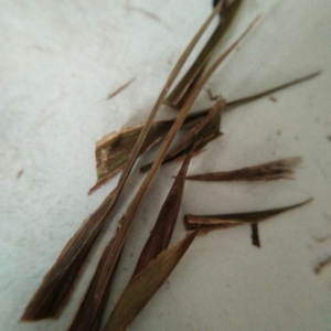 调整埋深，剪去草壳上的枯叶，剪去三个焦尖；其余近20片叶尖正常。