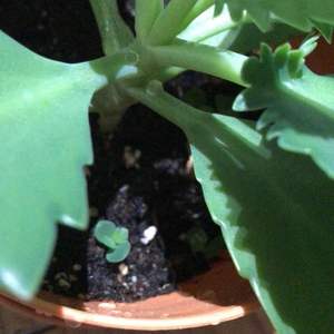多肉·落地生根 Bryophyllum pinnatum