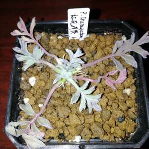 Pelargonium Incrassatum 红花洋葵1