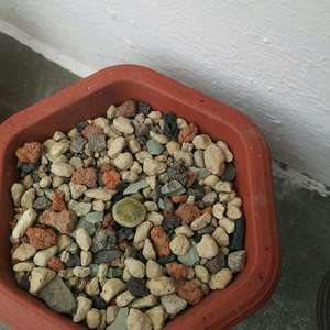 我新添加了一棵“石頭玉三人組”到我的“花園”。