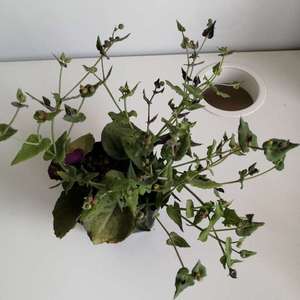 Othonna perfoliata 佩科厚敦菊