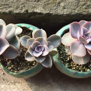 紫珍珠