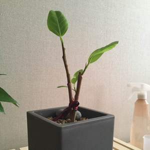제가 새로운 식물 “뱅갈고무나무”한 그루를 나의 “화원”에 옴겼어요. 