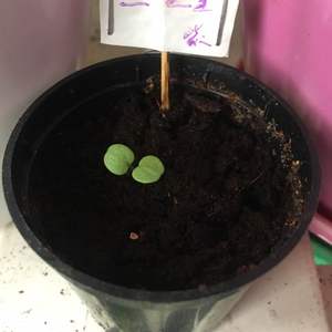 我新添加了一棵“三色堇”到我的“花园”