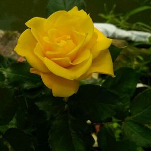我新添加了一棵“黄玫瑰（巴比伦）”到我的“花园”