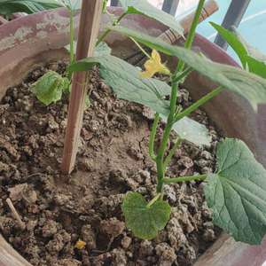 我新添加了一棵“黄瓜”到我的“花园”