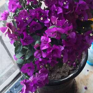 我新添加了一棵“三角梅紫色”到我的“花园”