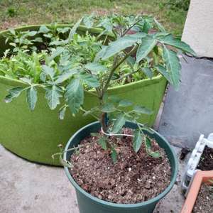 我新添加了一棵“西红柿（粉色）”到我的“花园”