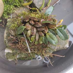 我新添加了一棵“龟背石斛”到我的“花园”