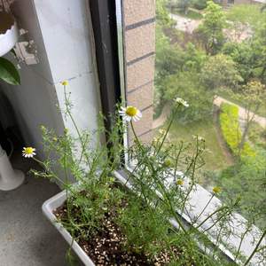 我新添加了一棵“洋甘菊”到我的“花园”