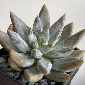 Looks like the Echeveria Tolimenensis. Gift from Kate Phang.