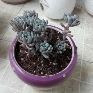 我新添加了一棵“蓝豆”到我的“花园”