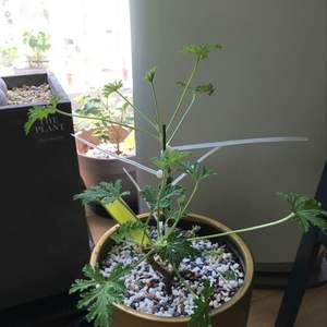 제가 새로운 식물 “구문초”한 그루를 나의 “화원”에 옴겼어요. 