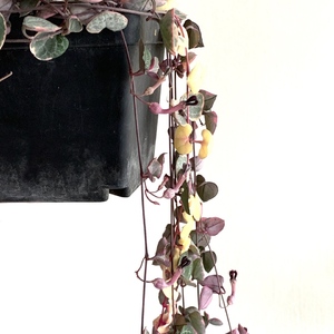 Ceropegia Woodii Variegated (String of Hearts)