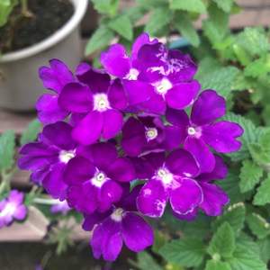 我新添加了一棵“美女樱- -紫”到我的“花园”
