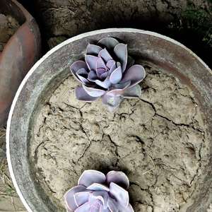 我新添加了一棵“紫珍珠”到我的“花园”