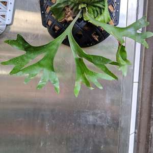 我新添加了一棵“亞皇鹿角蕨（田尾350）”到我的“花園”。