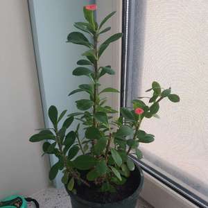 我新添加了一棵“铁海棠”到我的“花园”
