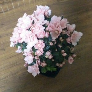 我新添加了一棵“粉色杜鹃花”到我的“花园”