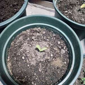 我新添加了一棵“南瓜”到我的“花园”