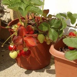 我新添加了一棵“草莓 吊篮”到我的“花园”
