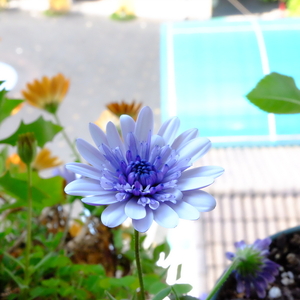 蓝目菊