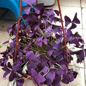 我新添加了一棵“紫酢浆草”到我的“花园”